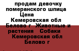 продам девочку померанского шпица › Цена ­ 27 000 - Кемеровская обл., Белово г. Животные и растения » Собаки   . Кемеровская обл.,Белово г.